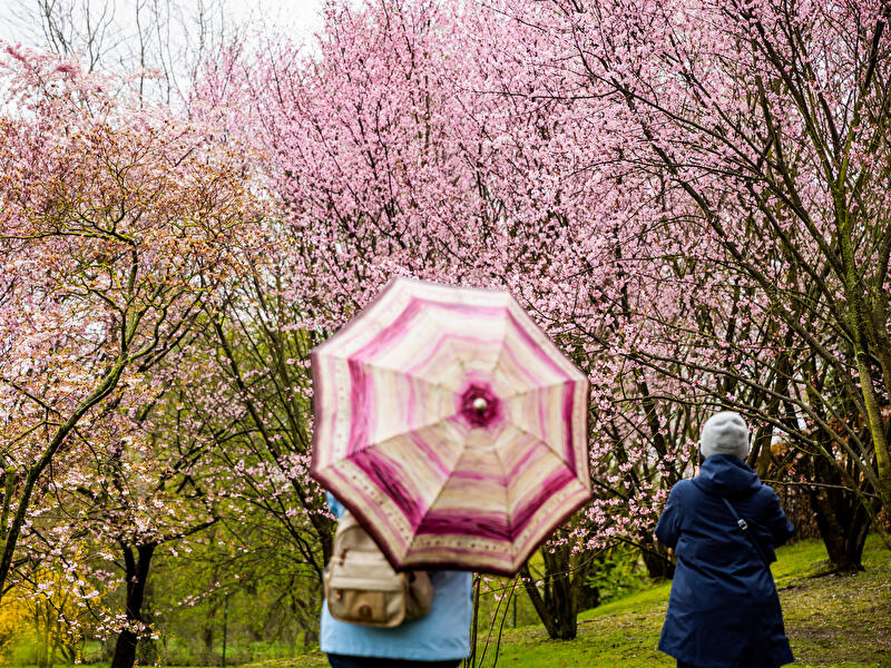 Kirschblütenfest in den Gärten der Welt 2023 (3)