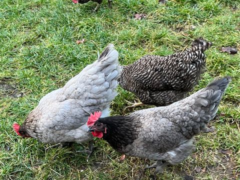 Königsberger Hühner