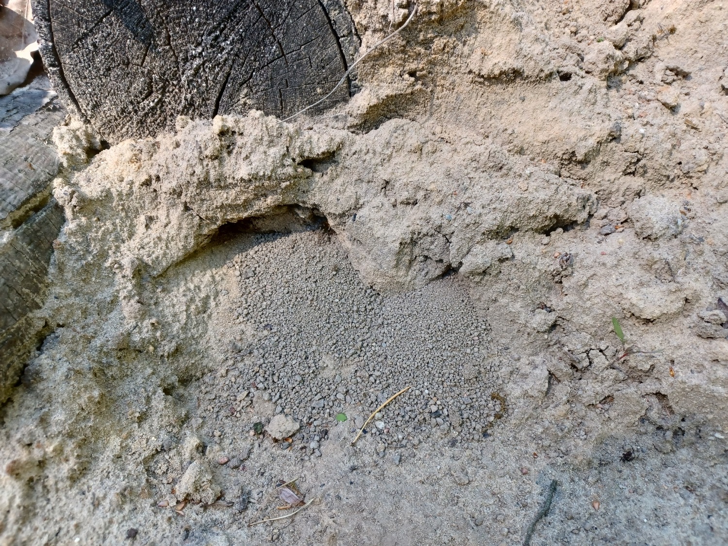 Erdbewohnende Wespen im Lehm-Sand-Gemisch 