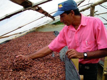 No 3 Bauer füllt Kakaobohnen ab 