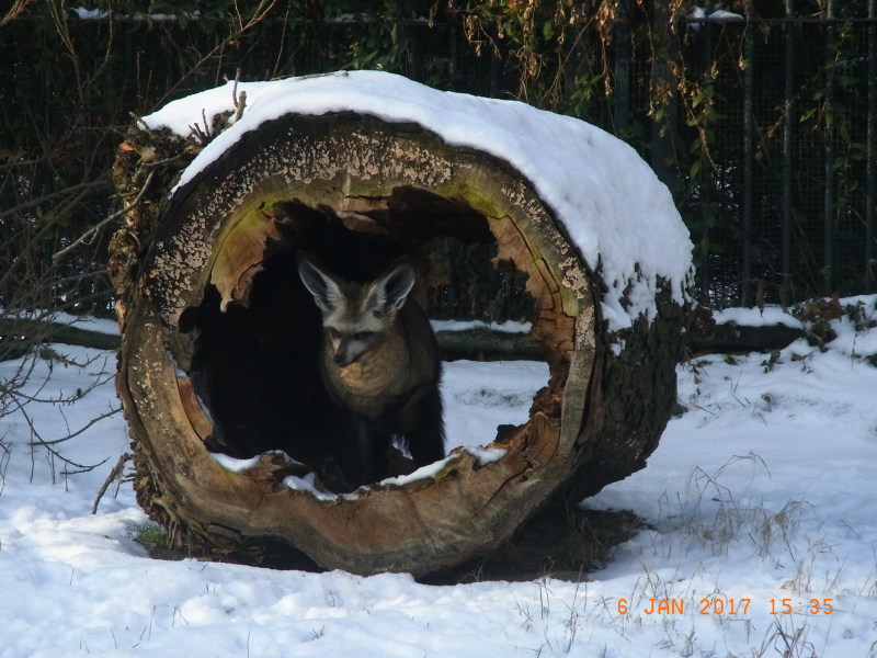 "Winter im Tierpark - bei den Löffelhündchen"