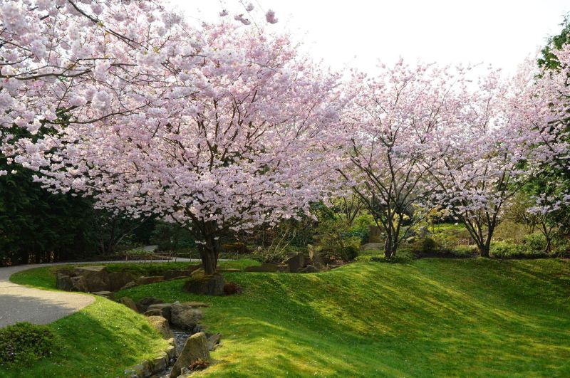 Kirschblüte im Japanischen Garten