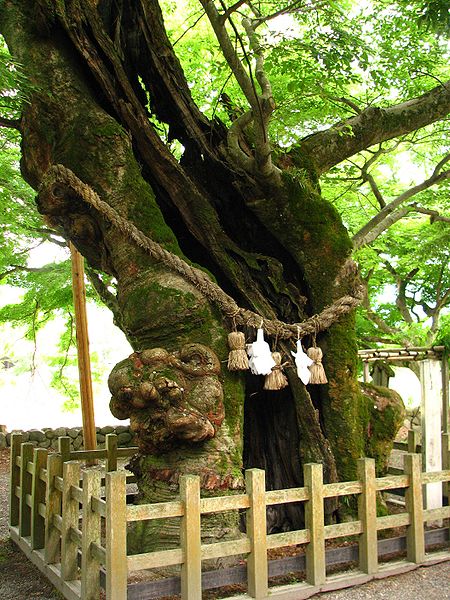 Yasaka Jinja - Baum mit Shimenawa