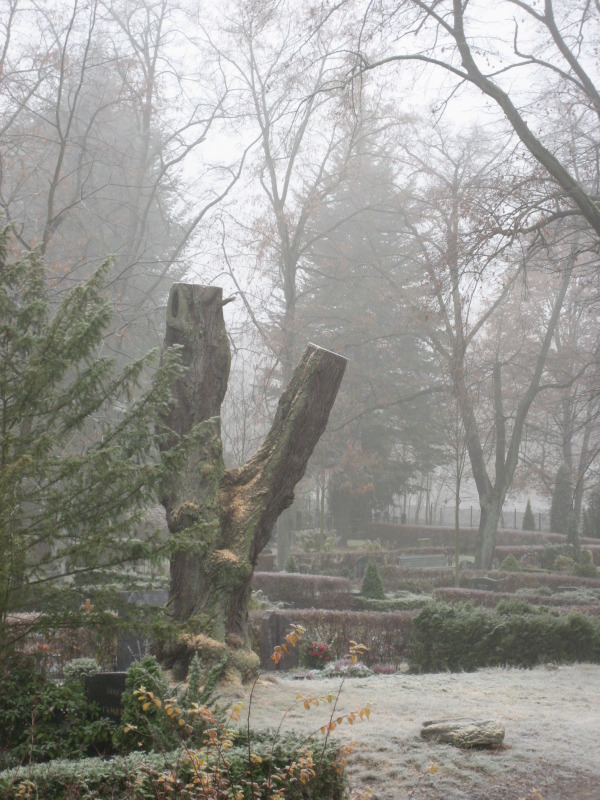 Ansicht eines toten Baumes mit Raureif, Friedhof Staaken