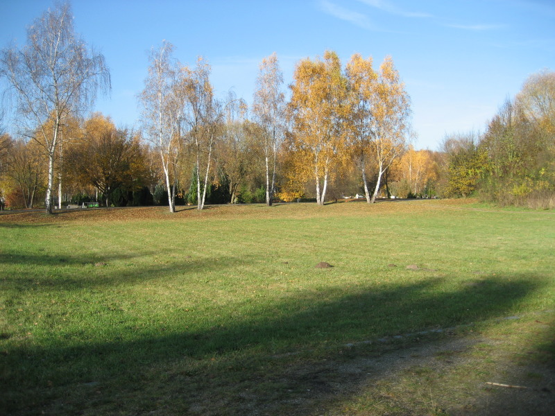 Rasen im Vordergrund, hinten Birken, anonyme Grabstellen, Landschaftsfriedhof Gatow