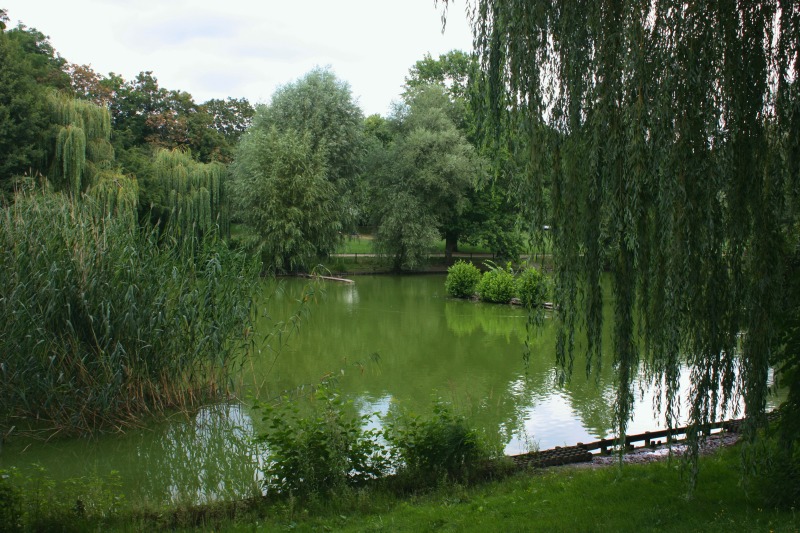 Ansicht des Blümelteichs im Volkspark Mariendorf