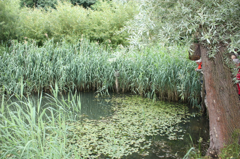 Bewachsener Teich im Freizeitpark Marienfelde
