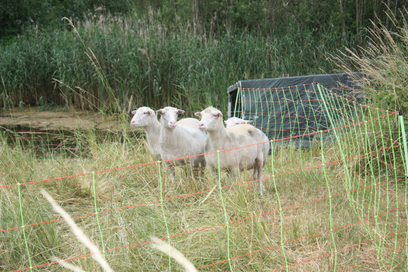 Schafe im Freizeitpark Marienfelde