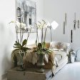 Orchideen