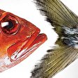 Fisch