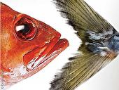 Fisch