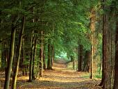 Im Wald