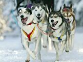 Hunderennen