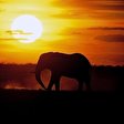 Tembe Elephant Park und Kosi Bay