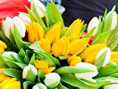 Tulpen anschneiden
