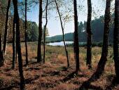 Waldsee mit sumpfiger Wiese und Birken im Vordergrund