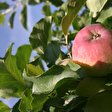 Apfelbaum
