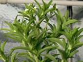 Stevia