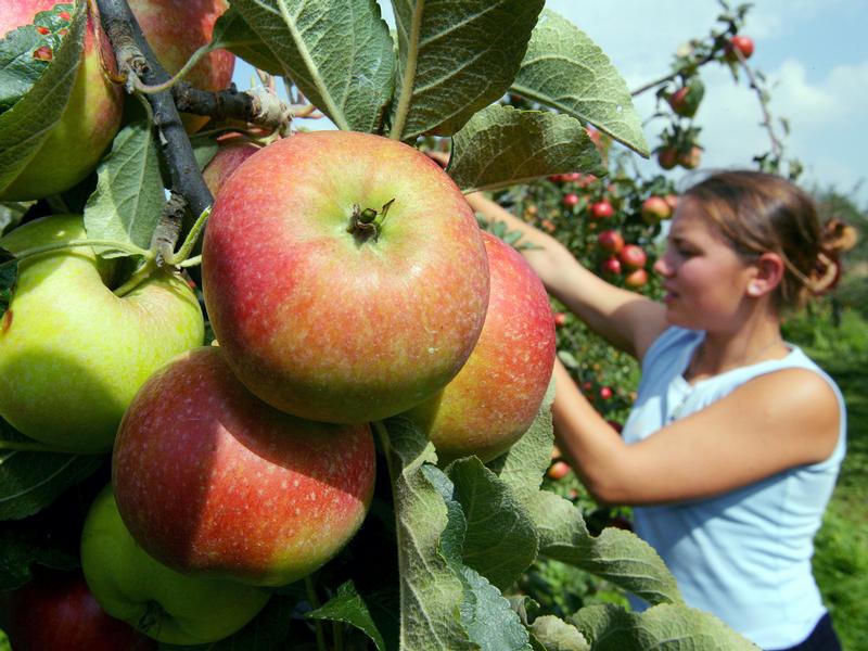 Apfelernte äpfel pflücken brandenburg höfe adressen