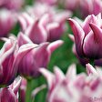 Tulipan