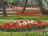 Tulipan
