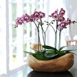 Phalaenopsis