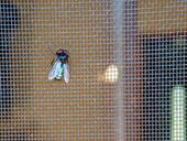 Fliegengitter und Insektenhotel