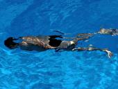 Mann im Schwimmbad