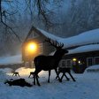 Harz: Wildtierfütterung bei St. Andreasberg