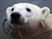 Knut im Wasser
