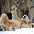 Knut im Schnee