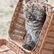 China-Leopard