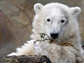 Eisbär Knut