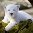 Knut als Eisbär-Baby