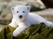 Knut als Eisbär-Baby