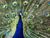 Pfau