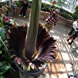 Titanenwurz im Botanischen Garten Berlin