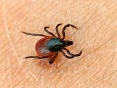 Lyme-Borreliose wird von Zecken übertragen.