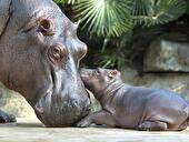Flusspferdbaby im Zoo von Berlin
