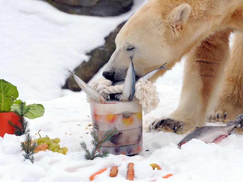 Eisbär Knut mit Gemüse-Fisch-Eistorte