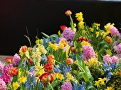 Zwiebelblumen gemischt