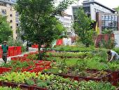 Urban Gardening