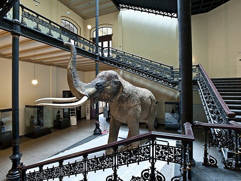 Elefantenreich - Museum für Naturkunde