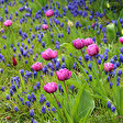 Tulipan Ausstellung im Britzer Garten