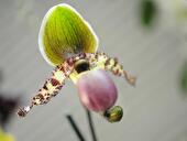 Paphiopedilum pinocchio
