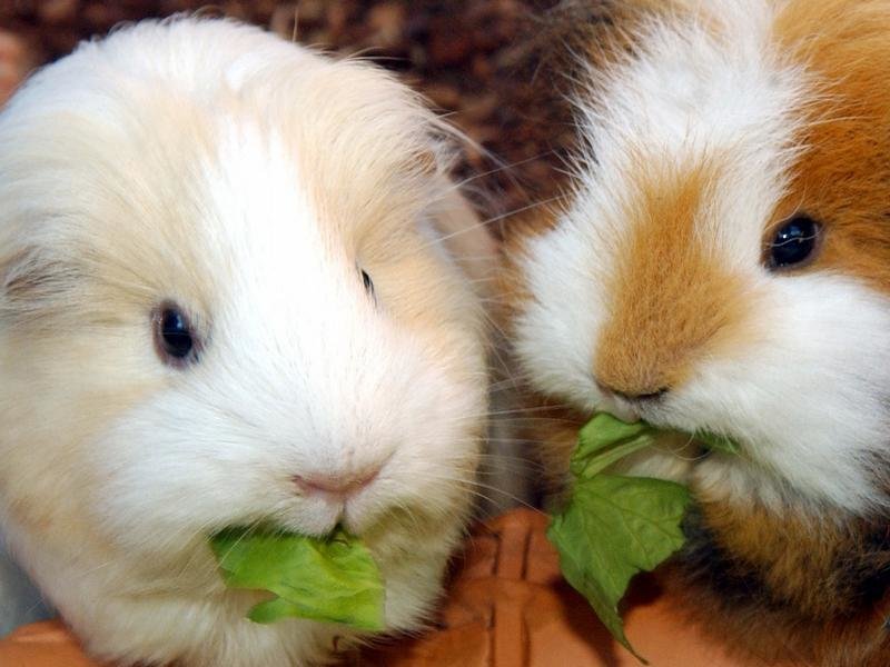 Zwei Meerschweinchen fressen Salat