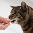Hauskatze