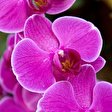 Orchidee Phalaenopsis