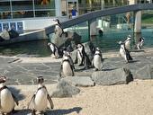 Spreewelten: Schwimmen mit Pinguinen