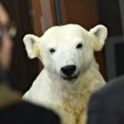 Eisbär Knut im Naturkundemuseum
